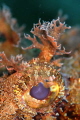   Eye scorpion fish. Testing RTR Cuttlefish ringflash fish -Cuttlefish  